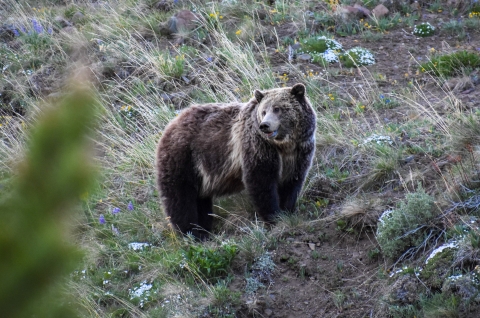 Grizzly bear standing on a slope