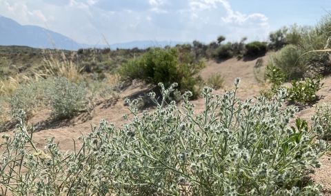 a fuzzy plant growing on sand dunes surrounded by shrubs