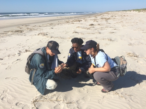 Refuge interns examining wildlife