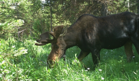 a bull moose in velvet grazes in a clearing at Red Rock Lakes Refuge