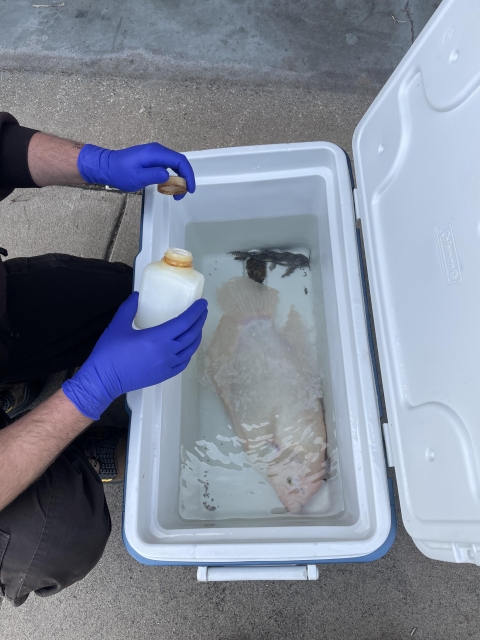 Person wearing gloves holds a small bottle with white powder over a big cooler with a pale white fish that is about a foot long.