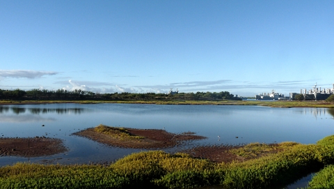 A landscape shot of Pearl Harbor National Wildlife Refuge