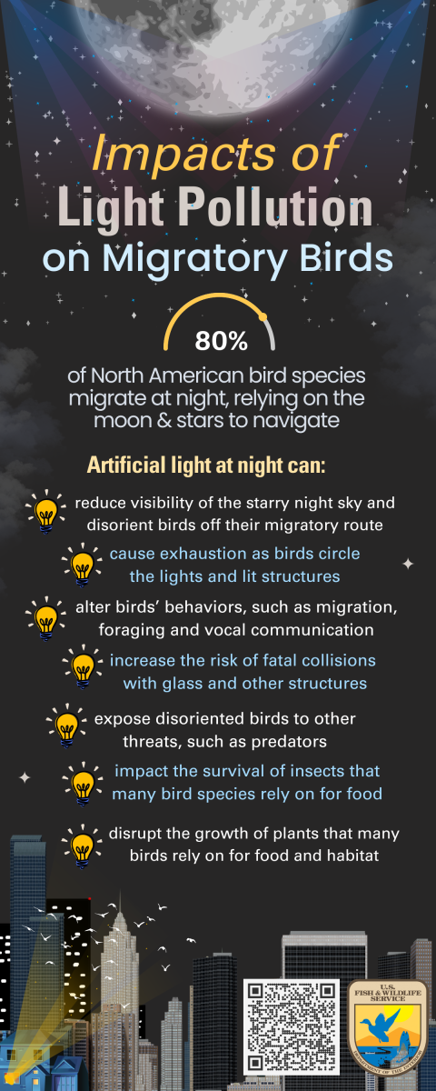 Impacts of light pollution on migratory birds