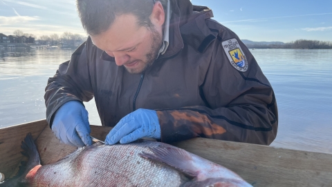 Male biologist in FWS uniform sutures up small surgical incision made to implant a transmitter into an invasive carp.