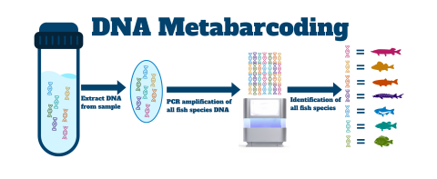 The image shows the process of DNA Metabarcoding from DNA strands in a water sample, extraction of DNA from the sample, PCR amplification of all fish species DNA, and lastly the identification of all fish species DNA found in the sample.