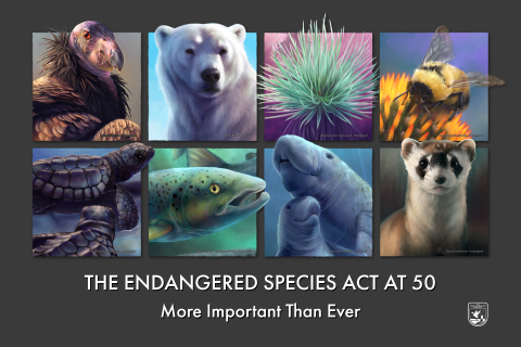 A poster of 8 endangered species portraits, including the black-footed ferret, West Indian manatee, Atlantic salmon, Kemp's ridley turtle, California condor, rusty-patched bumble bee, polar bear and Ka`u silversword. The text at the bottom says "The endangered species act at 50: More important than ever."