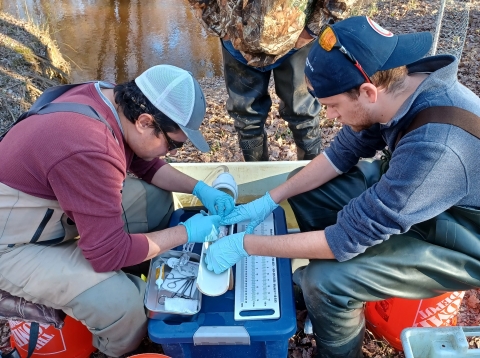 Environmental and Natural Resource Program staff wearing gloves use surgical tools to collect fin clips from a captured river herring on the banks of a creek. 