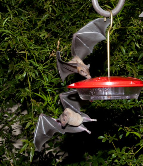 Two bats at a bird feeder at night