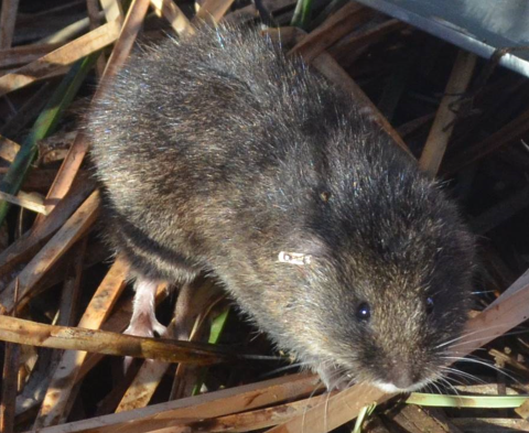 A closeup of a vole with a tag on its ear