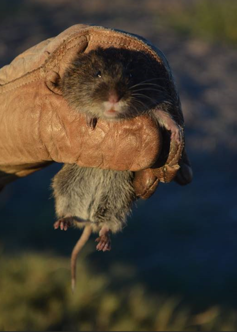 A gloved hand holding up a vole