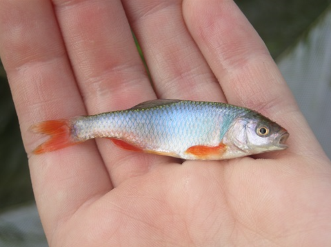 A small fish in the palm of a hand