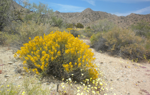 A bush of wildflowers in the desert