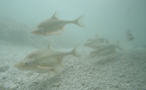 Five fish swimming in water