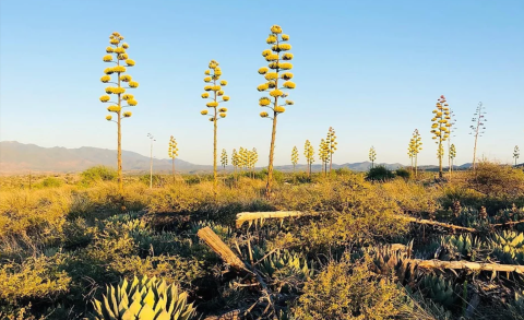 Tall flowering plants in a field