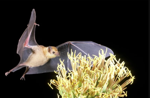 A bat about to feed on a flowering plant