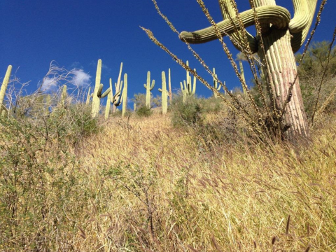 Grass covering the ground and cacti