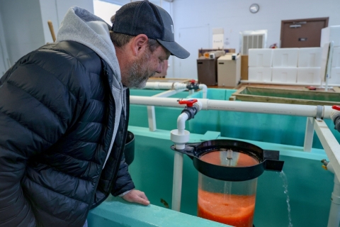 TVA biologist looks at trout eggs in an incubation jar.