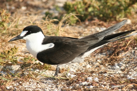 The image showcases the lively and noisy Sooty Tern, a striking black, white, and gray seabird recognized as the Ambassador Species of Culebra National Wildlife Refuge.