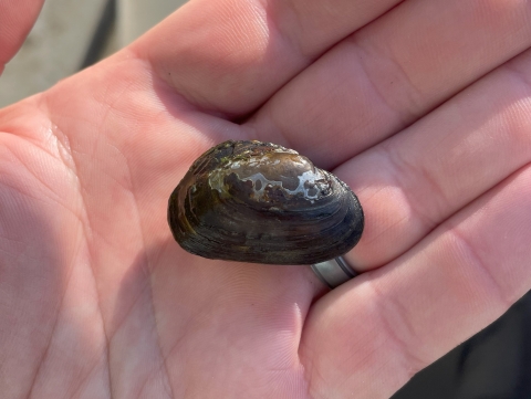 A small freshwater mussel in the palm of a hand