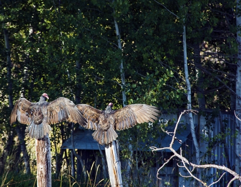 Turkey Vultures Catching Morning Sun