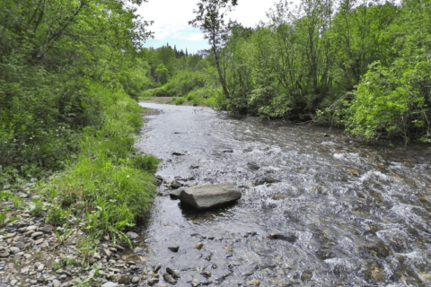 A stream flowing with heavy foliage on either side of it.