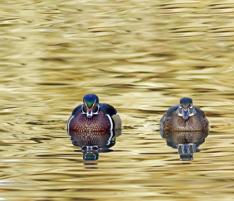 Wood Ducks