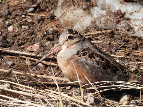 A bird sits on the ground and blends into the dry plants and dirt surrounding it. The bird has a long, probing bill and eyes situated near the top of its head. It is round in shape and has short legs. Its feathers are shades of grey, brown, black, and cinnamon colors. 