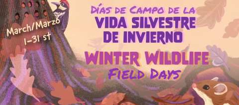 Colorful graphic of an oak tree, oak leaves flying, a deer mouse and a red headed woodpecker. Text reads "Winter Wildlife Field Days, Dias de Campo de la vida silvestre."