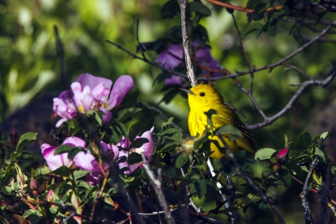 Yellow Warbler