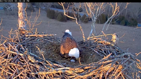 Eagle in nest with egg