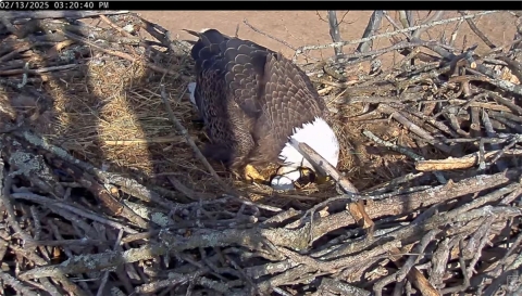 eagle in nest with two eggs