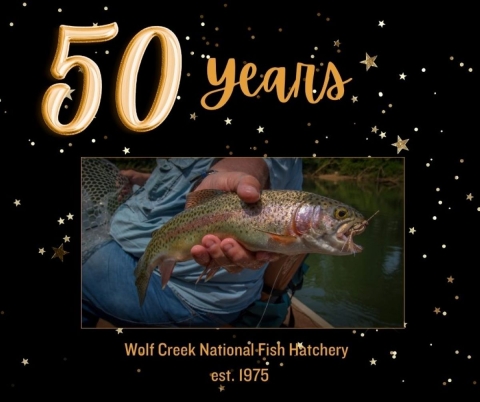 50 years of raising trout