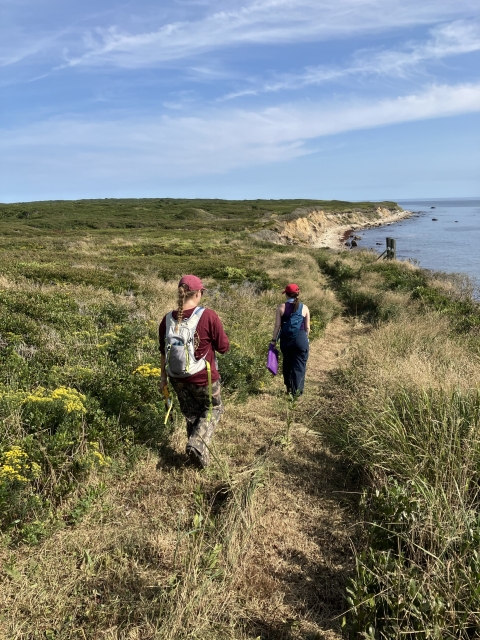 Two people wearing long pants, hats, and backpacks walk down a mowed path through dense vegetation near the coast