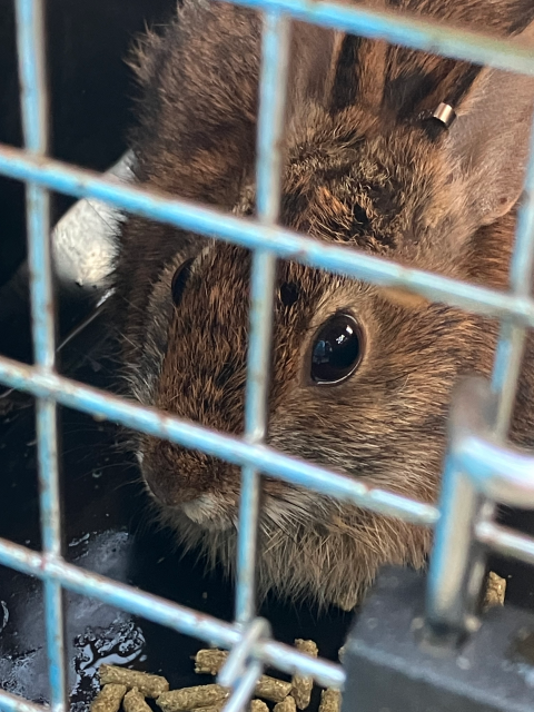 A close-up of a rabbit in a pet carrier