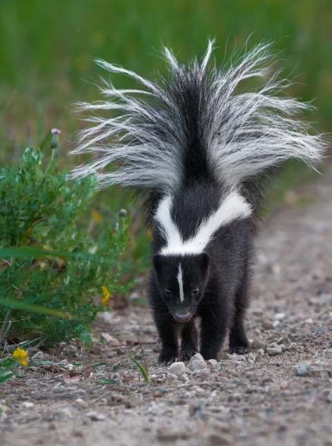 A head-on photo of a striped skunk standing on a gravel road with green plants along the left side and green plants blurred in the background. The black skunk has a white stripe that splits down it's back and continues to the raised and puffed out tail.