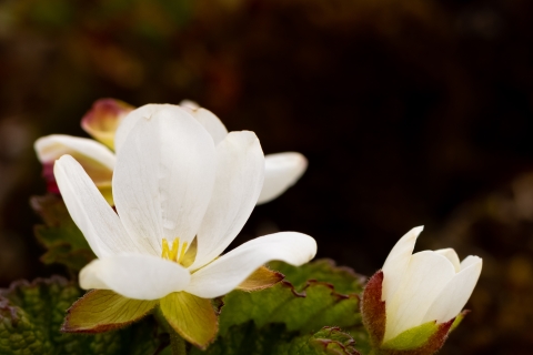 Closeup of a white cloudberry flower