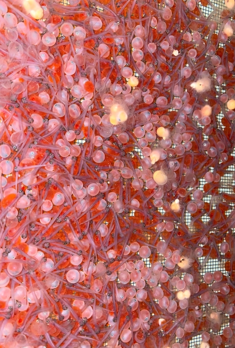 Bright red and light-pink salmon eggs and some recently hatched sac fry in an egg tray