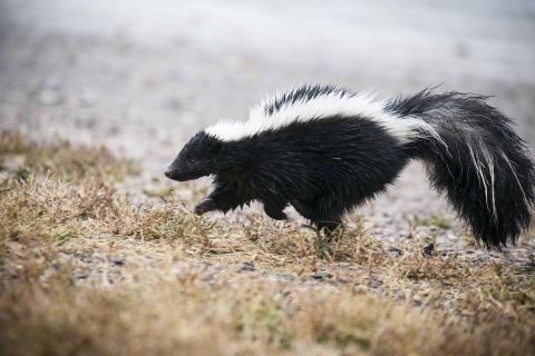 A striped skunk is shown in a side profile as it prances through dry, golden grass. Its black fur stands out against the white stripes running from its head to its fluffy tail.