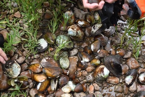 A pile of freshwater mussels on the bank.