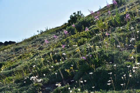 a hillside with white, yellow, and pink wildflowers