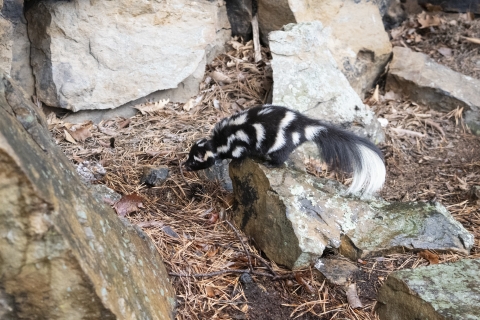 A full-body side profile of an Eastern Spotted Skunk, showcasing its distinctive black and white fur, is elegantly perched atop a rugged rock. The rock is situated on the ground, providing a natural setting for the skunk. Its slender body, adorned with prominent white spots scattered across its back, contrasts beautifully with the rich black color of its fur.