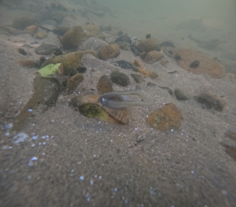 A freshwater mussel is displaying its lure, which resembles a pale gray minnow.