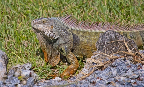 green iguana in a grassy area