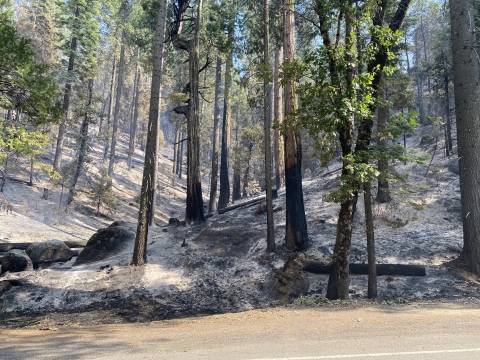 A burned forest floor