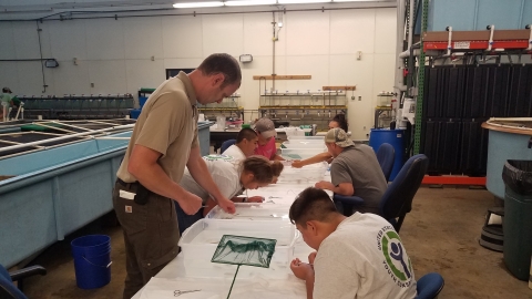 People sit or stand close to a table, looking closely at fish eyes and sorting out viable eggs.