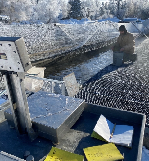 A man kneels next to a fish raceway with a bucket with frozen sampling equiptment