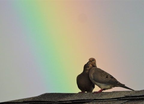 Two mourning doves snuggle closely together as they perch on top of a roof. A rainbow can be seen in the sky behind them.