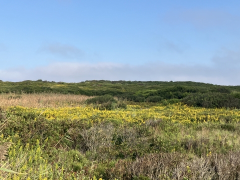 A landscape covered with scrubby coastal vegetation 