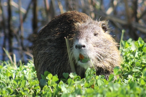 nutria standing in vegetation