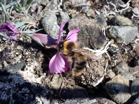 Bumble bee on a pink flower